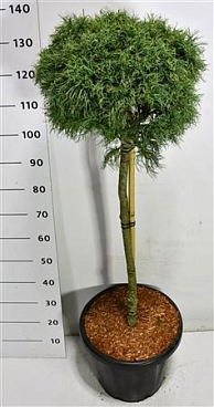 Pinus Strobus Green Twist On Stem