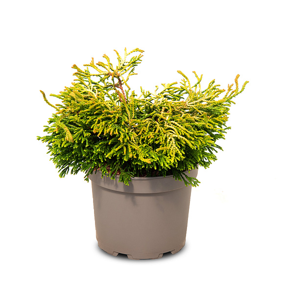 Кипарисовик туполистный Тсатсуми Голд