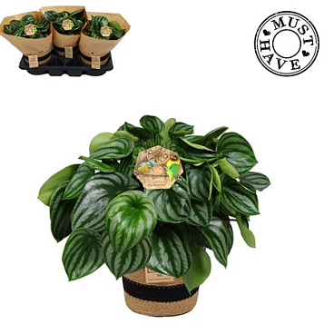 Peperomia Argyreia Watermelon In Basket