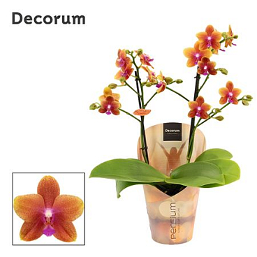 Phal Perfíum 2st Bolgheri (decorum)