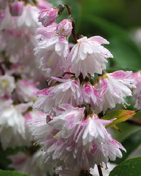 Дейция городчатая Прайд Оф Рочестер