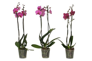 Phal 2st Purple 14+ (vg)