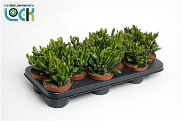 Crassula Horn Tree