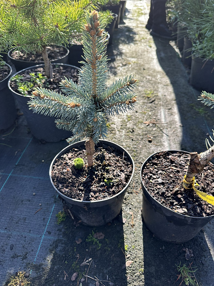 Ель колючая Фэт Альберт