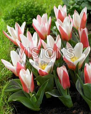 Тюльпан гибрид кауфмана Хартс Дилайт