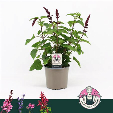 Salvia Guarantica Fuchsia