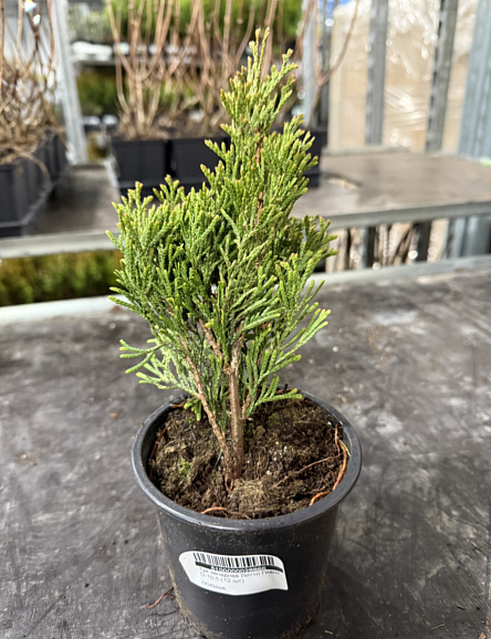 Туя западная Литтл Гиант