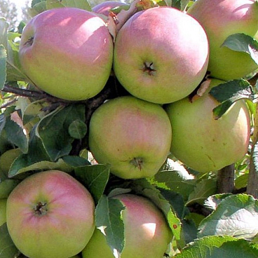 Яблоня домашняя Синап Орловский