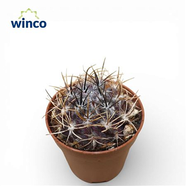 Неопортерия Флоккоса