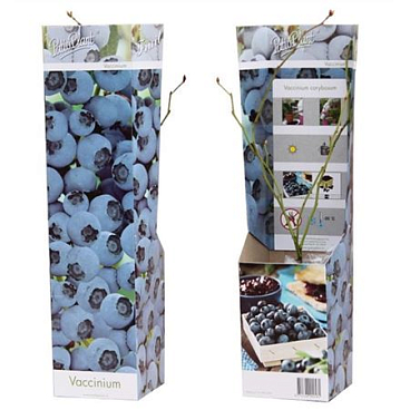 Vaccinium Cor Blueberry