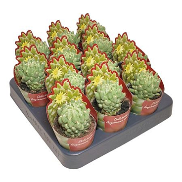Dolichothele Longimamma Mostruosa Potcover