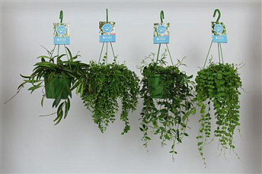Hang On Green Mix