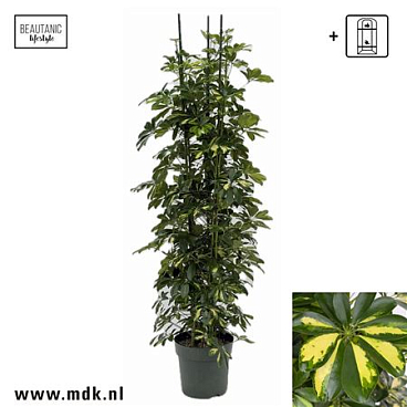Schefflera Gold Capella 3pp
