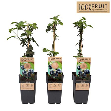 Rubus Fruticosus Thornfree