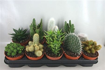 Cactus Mix Lage