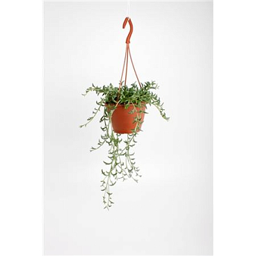 Senecio Dolphins Hangpot