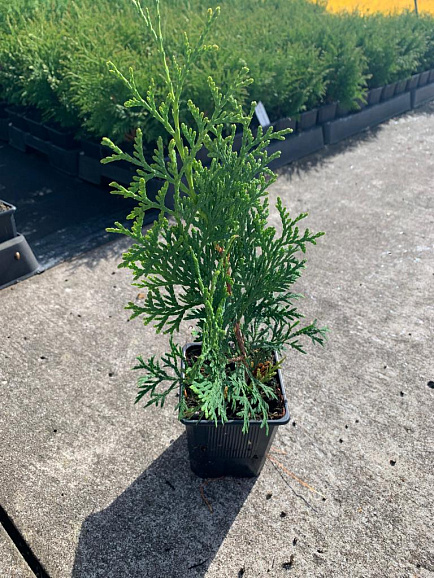 Туя западная Колумна