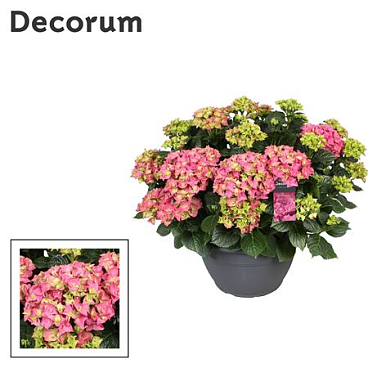 Hydrangea Ma Pink 25+ (decorum)