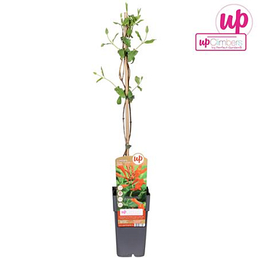 Lonicera Brownii Dropmore Scarlet