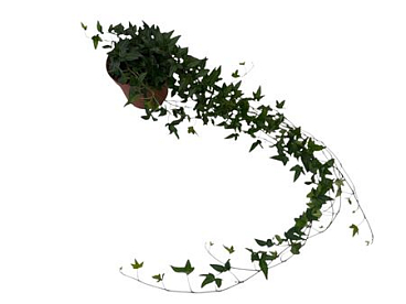 Hedera Shamrock Medium Long