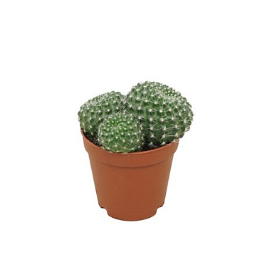 Rebutia Lineacea