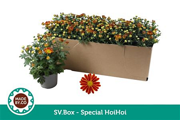 Chrys Special Hoihoi In Sv.box