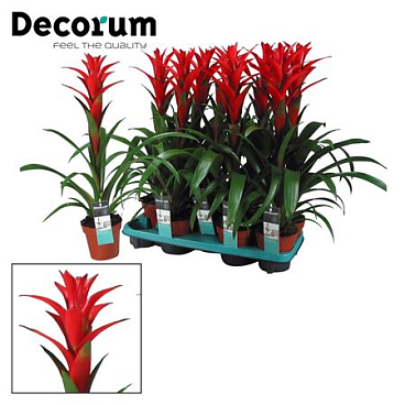 Guzmania Ostara (decorum)