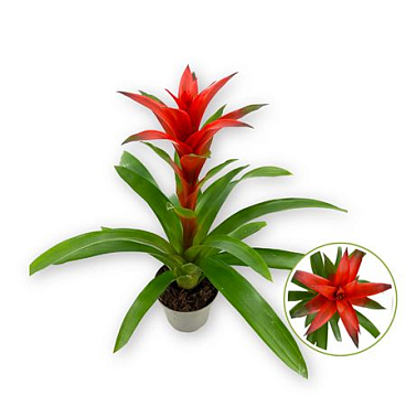 Guzmania Amoretto