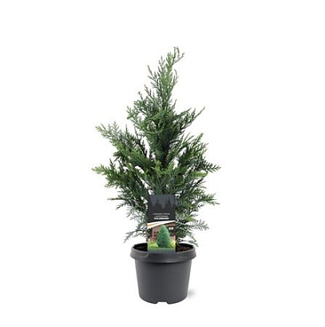 Chamaecyparis Lawsoniana Columnaris