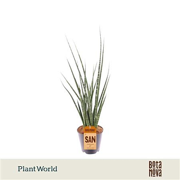 Sansevieria Digitorum