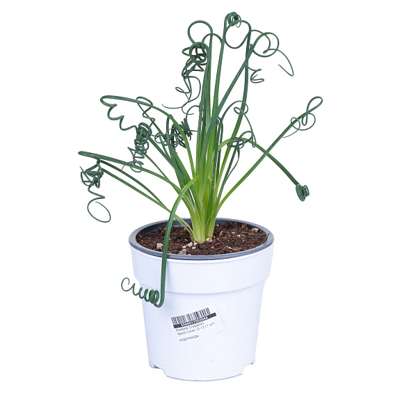 Альбука Спиралис Фризл-Сизл