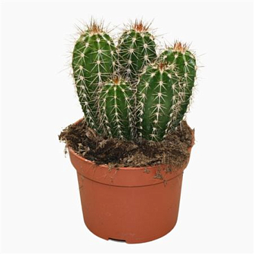 Pachycereus Pecten-aboriginum