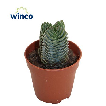 Crassula Buddha's Temple