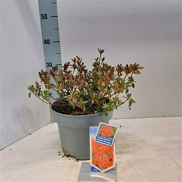 Rhododendron (aj) Geisha Orange