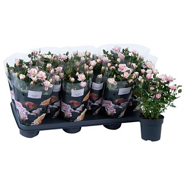 Rosa Piia St. 1-2