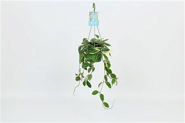 Hangongreen Hoya Carnosa Krimson Queen