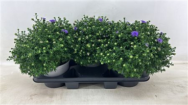 Aster Dark Purple