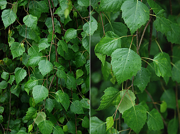 Береза повислая Юнги штамб 200