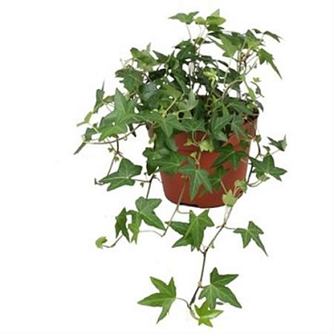 Hedera Diny