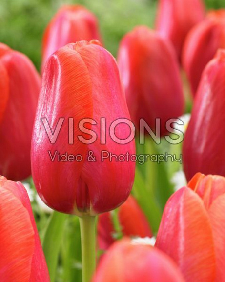 Тюльпан простой поздний Авиньон