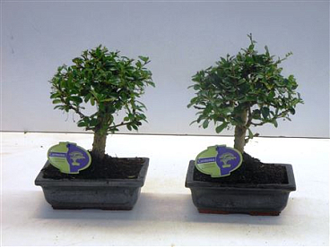Bonsai Carmona Macrophylla, 20., Broom, Without
