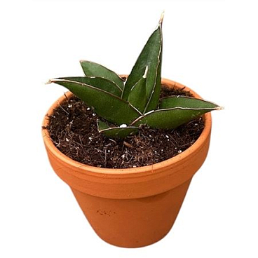 Sansevieria Tower Blue