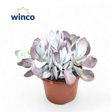 Cotyledon Ssp.(pink Leaf).