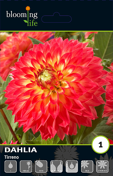 Георгина декоративная Тиррено