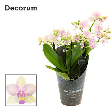 Phalaenopsis Dazzling Blossom Bliss 5+ Tak