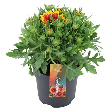 Gaillardia Spin Top Orange Halo