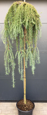 Лиственница кемпфера Стиф Випер штамб 150