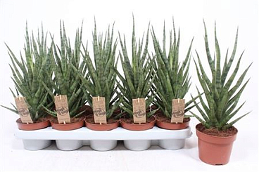 Sansevieria Torch