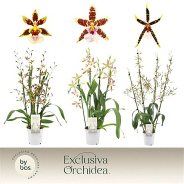 Cambria 4st Mix Exclusiva Orchidea