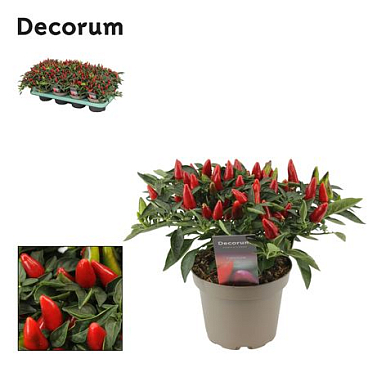 Capscium An Torero Red (decorum)